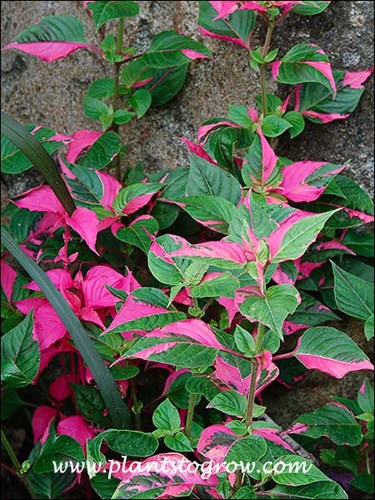An interesting combination of red and green leaves.